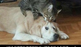 抖音狗狗大罗莉爆料视频,萌宠日常，欢乐无限