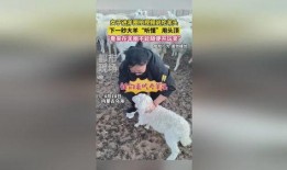 羊圈真实爆料视频下载,真实事件背后的惊人内幕
