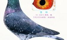 李诞最新爆料信鸽,一场跨越千里的神秘之旅