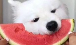 卷毛吃瓜视频爆料,揭秘娱乐圈惊人内幕