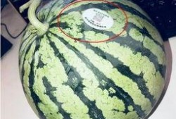 吃瓜大合集网红,网红圈的那些事儿