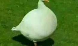 娱乐吃瓜鹅鸭视频,鹅鸭视频带你领略娱乐圈新鲜趣事