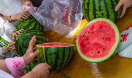 抓鱼吃瓜视频在线观看免费,在线观看视频盛宴