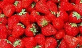 草莓农药爆料事件视频完整版,揭露农业产业链暗流涌动