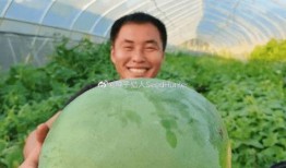 免费吃瓜长什么样子,免费吃瓜背后的神秘世界揭秘