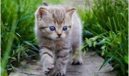 吃瓜娱乐酱猫,揭秘娱乐圈那些不为人知的幕后故事