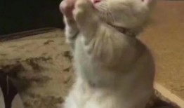 抖音吃瓜千万网红有哪些,揭秘千万网红背后的故事