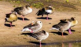 娱乐吃瓜鹅鸭视频,鹅鸭视频带你领略娱乐圈新鲜趣事