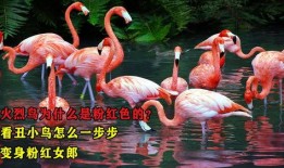 粉红色火烈鸟在线观看,浪漫奇遇，在线共赏