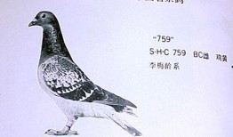 李诞最新爆料信鸽,一场跨越千里的神秘之旅