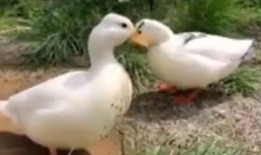 娱乐吃瓜鹅鸭视频,鹅鸭视频带你领略娱乐圈新鲜趣事