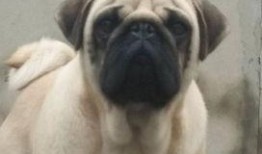 巴哥最新爆料视频播放量,揭秘背后惊人真相！