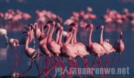 粉红色火烈鸟在线观看,浪漫奇遇，在线共赏