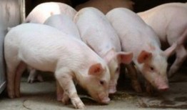 十一月份猪价爆料最新行情,供需博弈下的市场动态”