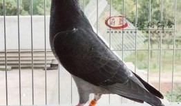 李诞最新爆料信鸽,一场跨越千里的神秘之旅