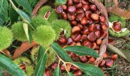 栗子最新爆料视频大全,精彩瞬间尽收眼底