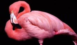 粉红色火烈鸟在线观看,浪漫奇遇，在线共赏