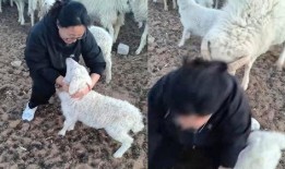 羊圈真实爆料视频下载,真实事件背后的惊人内幕