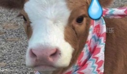 吃瓜娱乐酱猫,揭秘娱乐圈那些不为人知的幕后故事