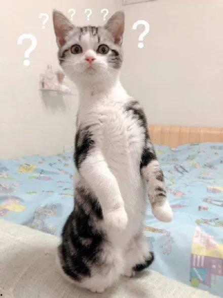 娱乐圈吃瓜猫咪是谁啊,揭秘网络红猫背后的故事